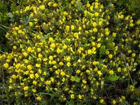 Ononis minutissima